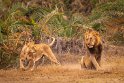 107 Amboseli Nationaal Park